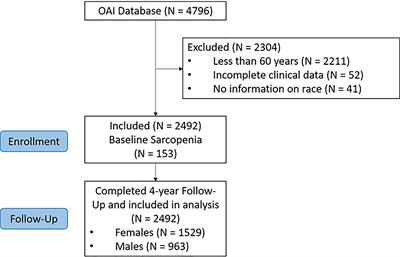 Lower Limb Muscle Strength and Muscle Mass Are Associated With Incident Symptomatic Knee Osteoarthritis: A Longitudinal Cohort Study